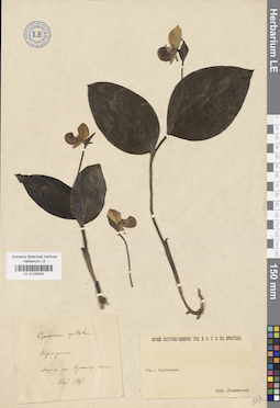 LE 01026492