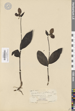 LE 01026493