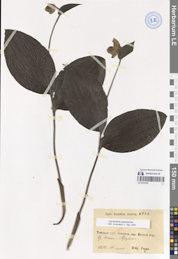 LE 01272103