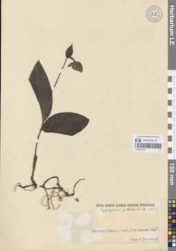 LE 01272115