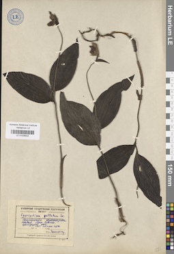 LE 01026502