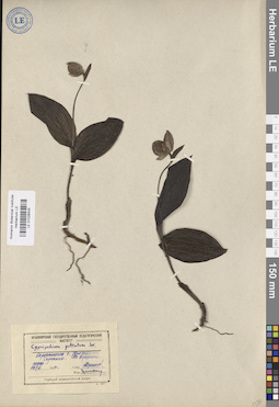 LE 01026505