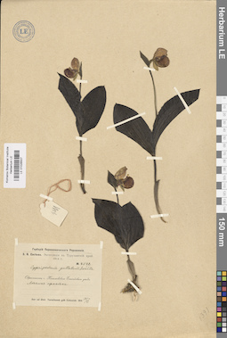 LE 01026507