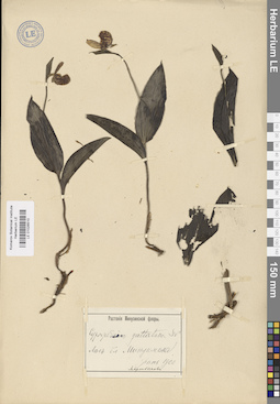 LE 01026510