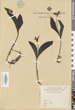 LE 01026518
