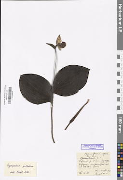 LE 01026525