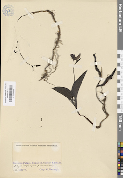 LE 01026536