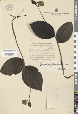 LE 01026540