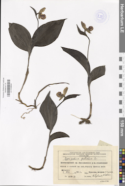 LE 01026544