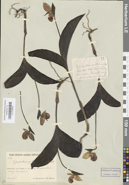 LE 01026545