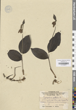 LE 01026572
