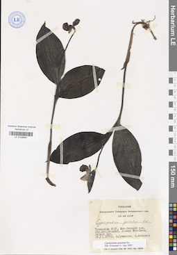 LE 01026581