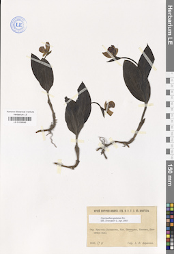 LE 01026585