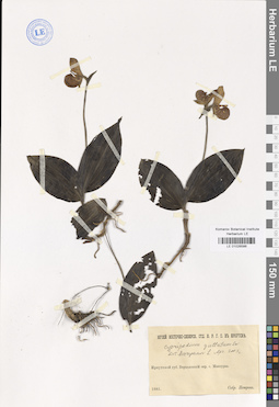 LE 01026586