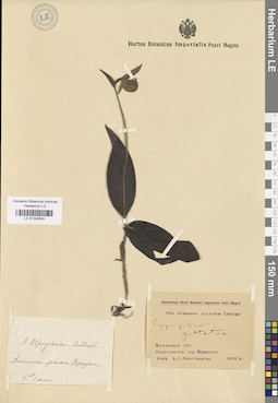 LE 01026593