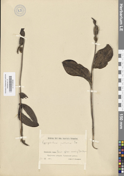 LE 01026598