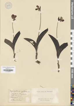 LE 01026701