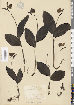 LE 01026702