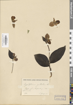 LE 01026705