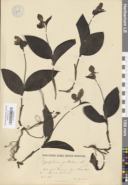 LE 01026706