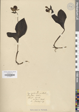 LE 01026711