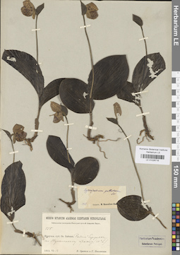 LE 01026716