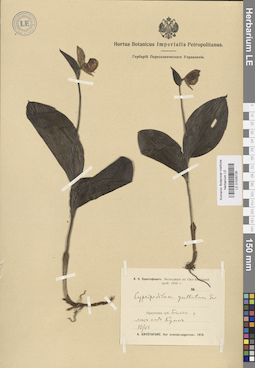 LE 01026726