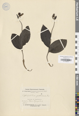 LE 01026727