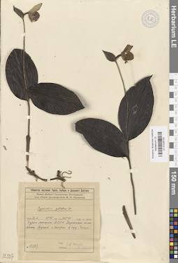LE 01026733