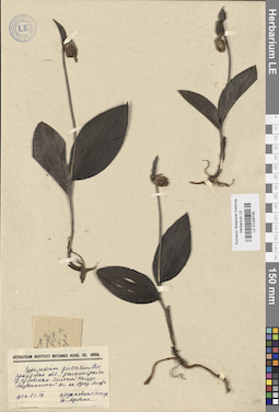 LE 01026736
