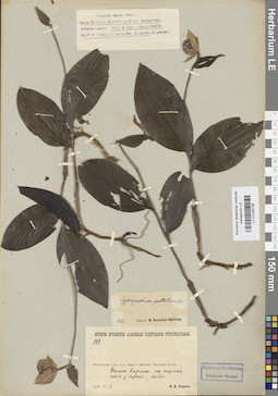 LE 01026738