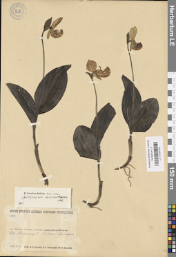 LE 01026739