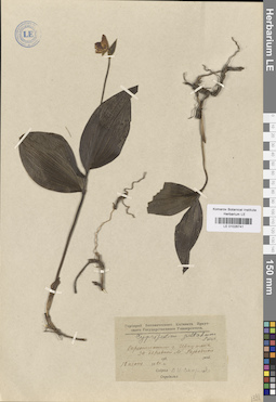 LE 01026741