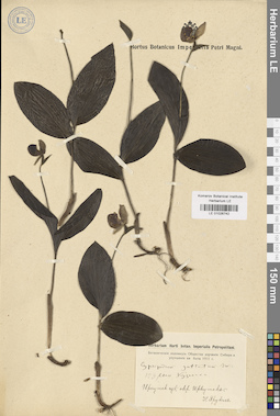 LE 01026742