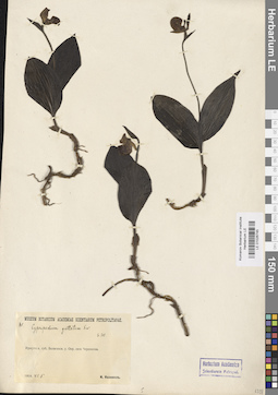 LE 01026745
