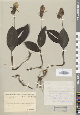 LE 01026751