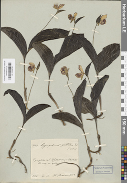 LE 01026752