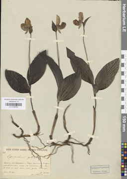 LE 01026753