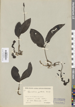 LE 01026754