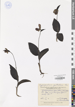 LE 01040704