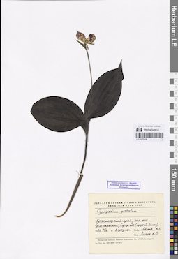 LE 01272136