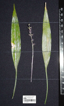 LE 01124783