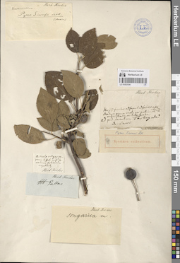 LE 01053104