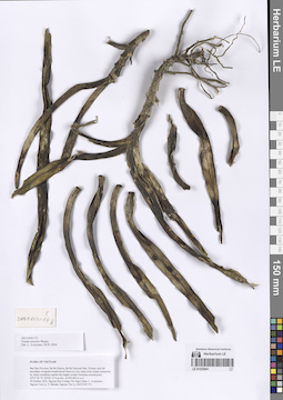 LE 01253841