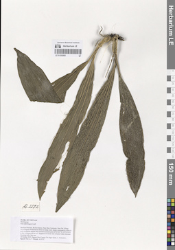 LE 01253855