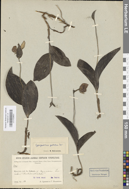 LE 01026631