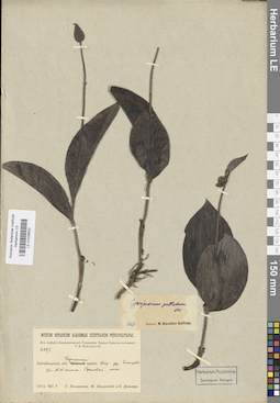 LE 01026632
