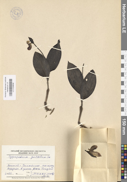 LE 01026638