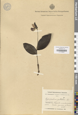 LE 01026642