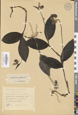 LE 01026653